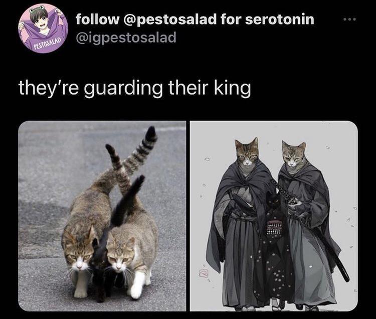 follow pestosalad for serotonin IS GEEIETe theyre guarding their king