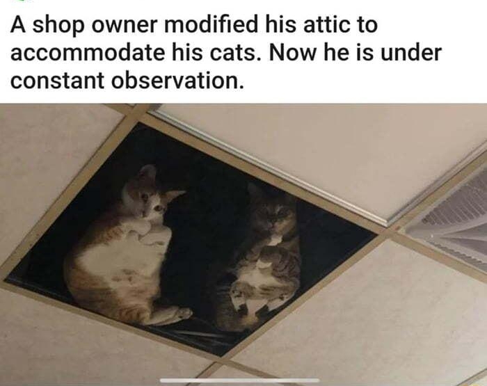 9999monkeys A shop owner modified his attic to accommodate his cats Now he is under constant observation