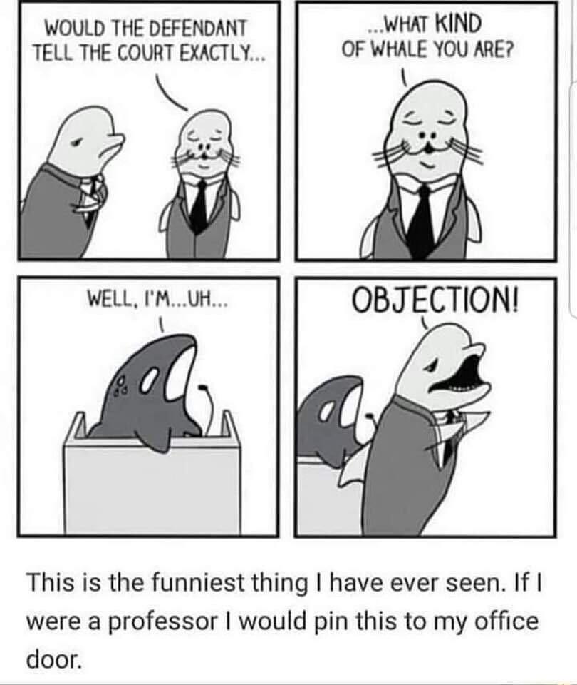 WOULD THE DEFENDANT TELL THE COURT EXACTLY WHAT KIND OF WHALE YOU ARE WELL IMUH OBJECTION This is the funniest thing have ever seen If were a professor would pin this to my office door