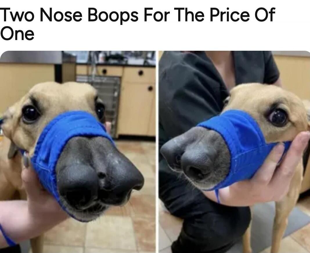 Two Nose Boops For The Price Of One