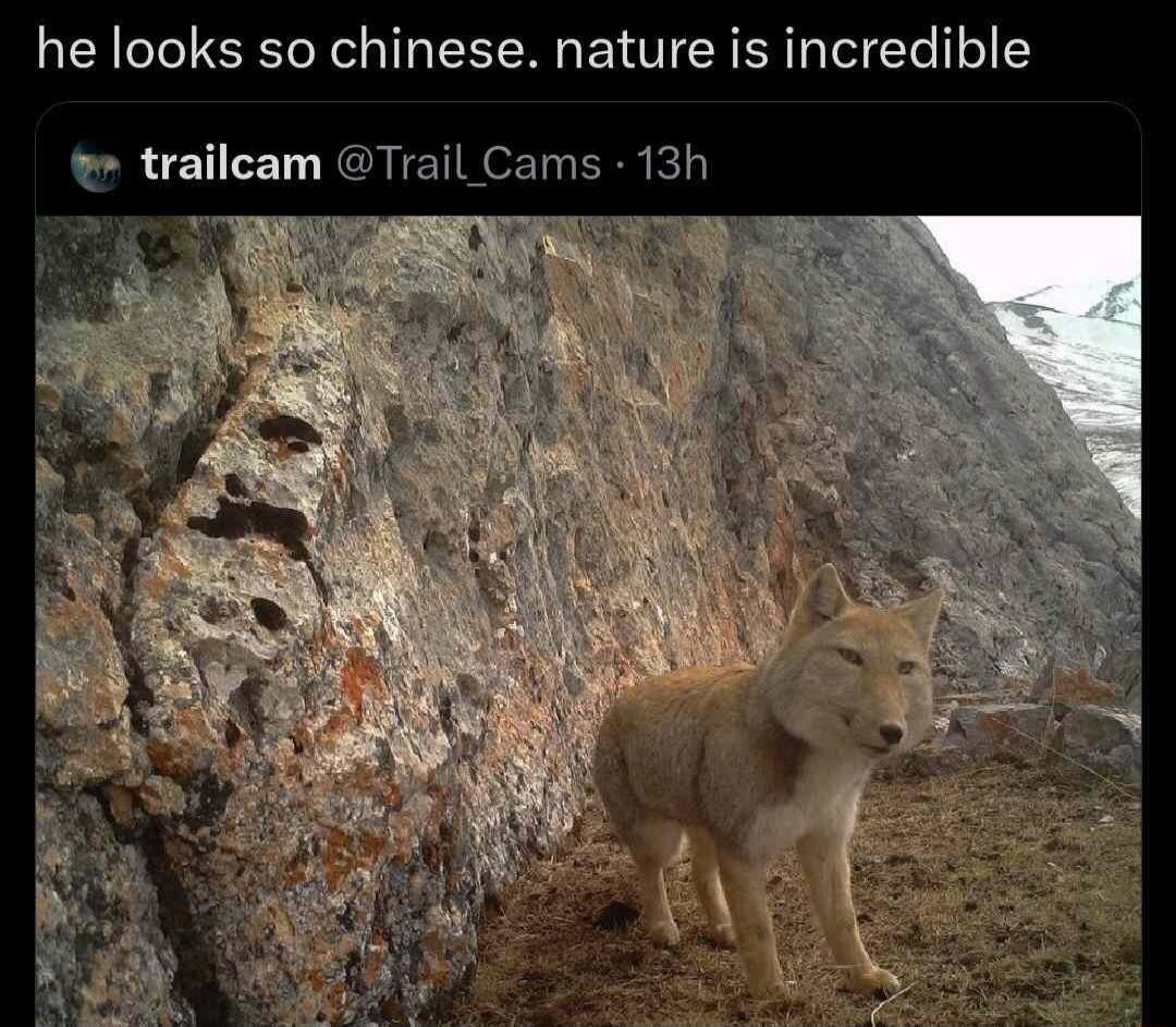 he looks so chinese nature is incredible trailcam Trail Cams 13h