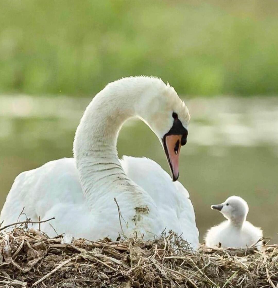 A white swan and a small cygnet on a nest