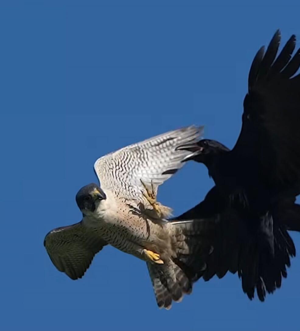 Two birds of prey mid-air in a collision or interaction, one light-colored with a dark head and the other dark-colored, wings spread.