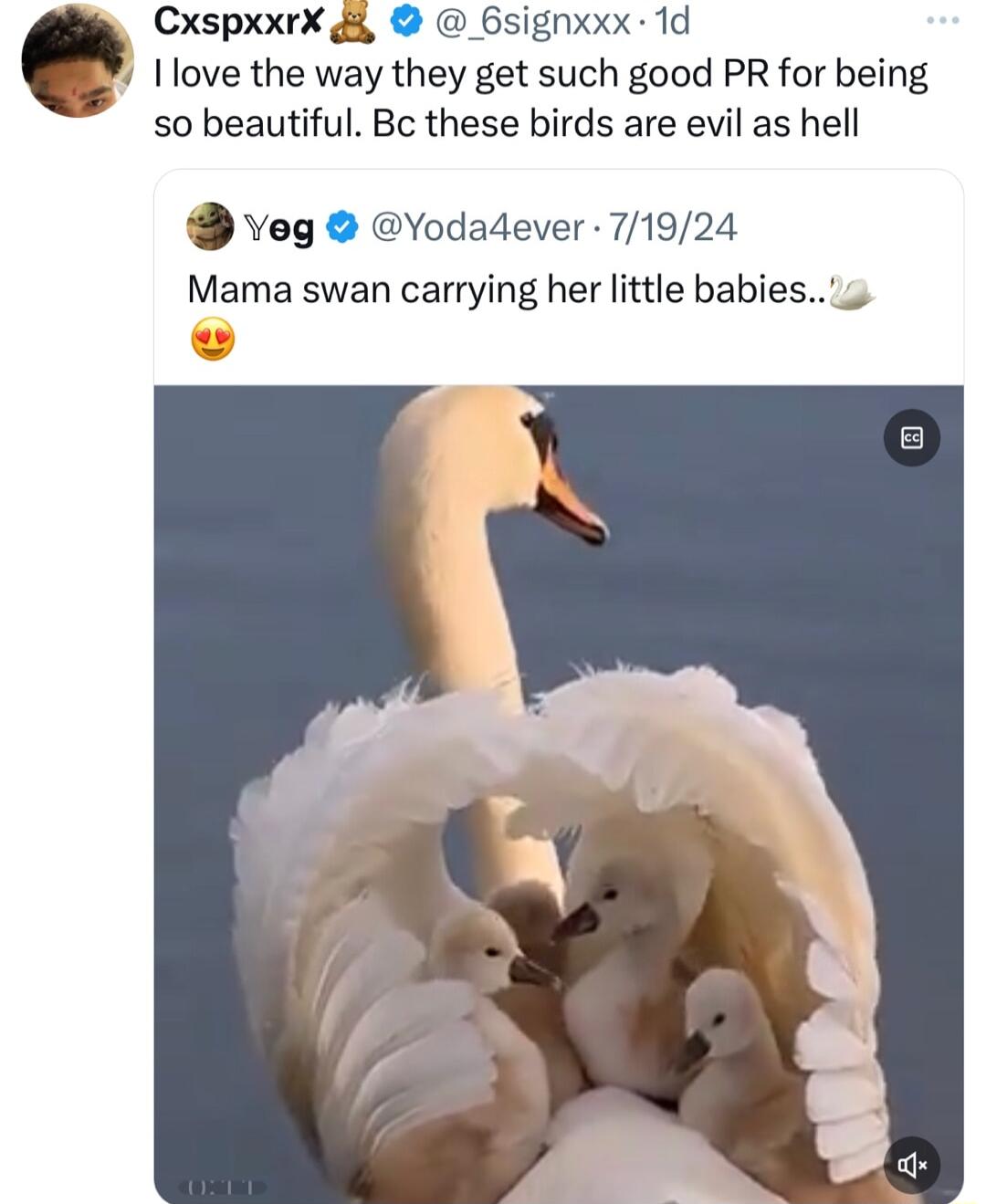 CxspxxrX Bsignxxx 1d I1ove the way they get such good PR for being so beautiful Bc these birds are evil as hell veg Yodadever 71924 Mama swan carrying her little babies