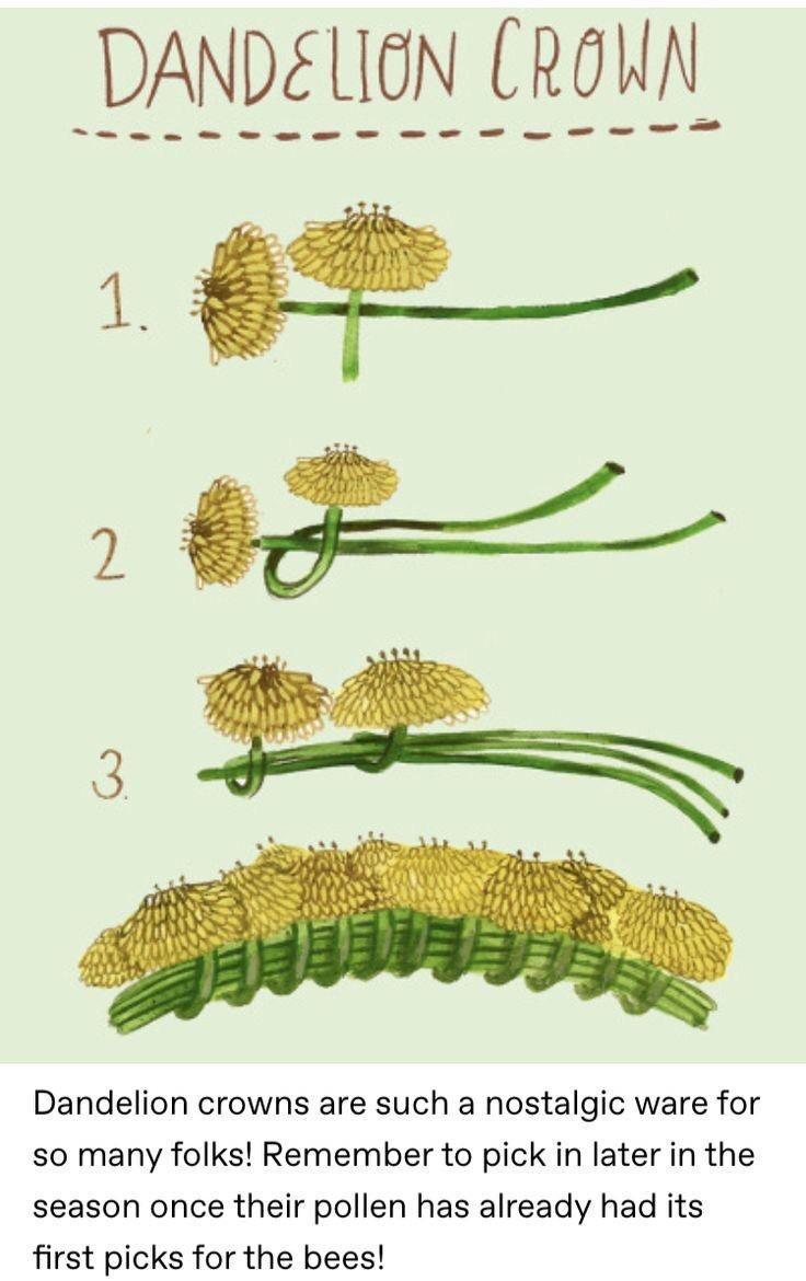 DANDELION CRONN D e Dandelion crowns are such a nostalgic ware for so many folks Remember to pick in later in the season once their pollen has already had its first picks for the bees