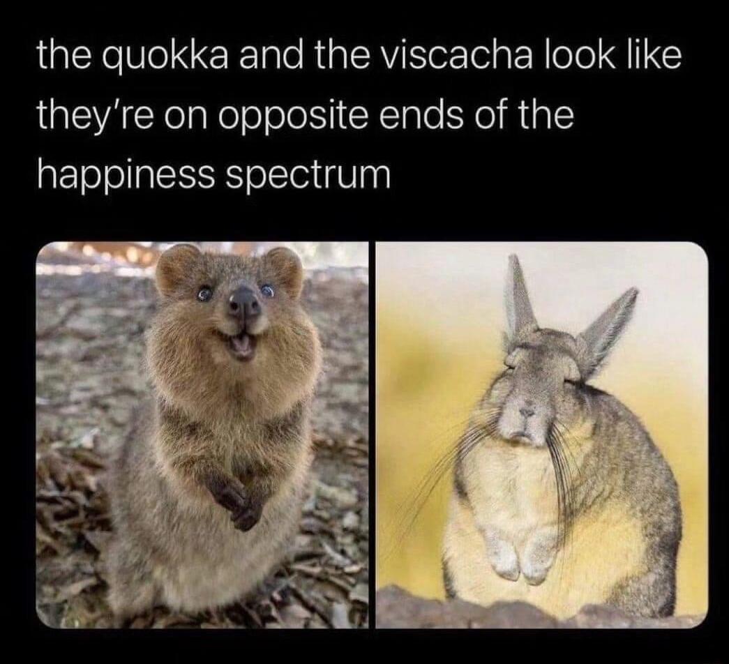 the quokka and the viscacha look like theyre on opposite ends of the happiness spectrum