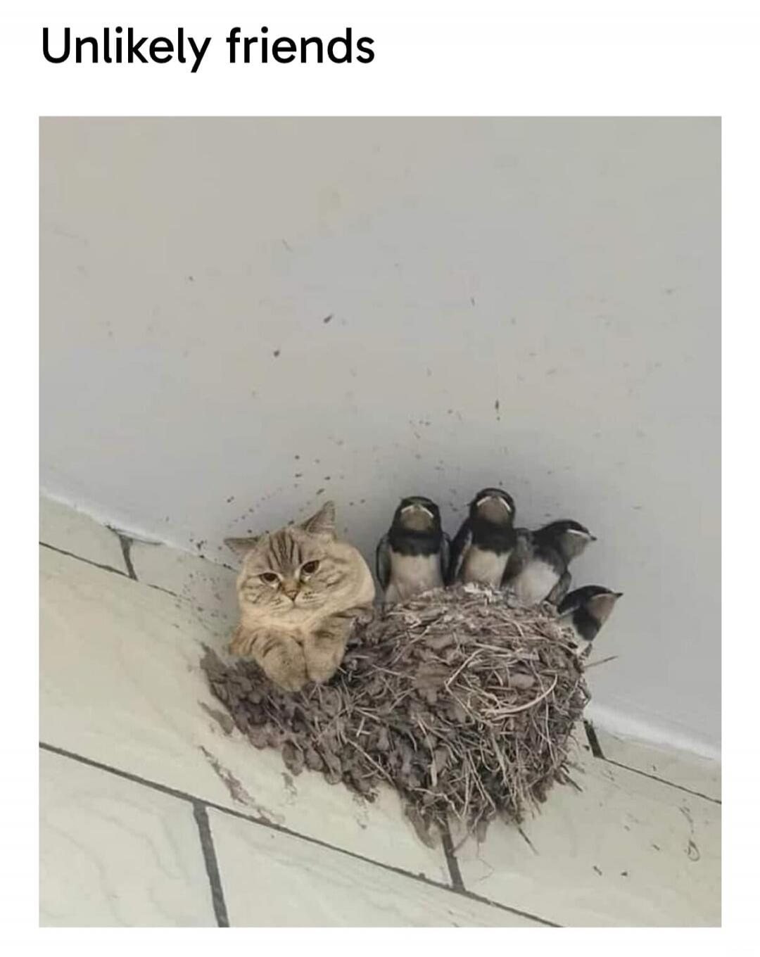 Unlikely friends