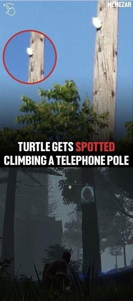 TURTLE GETS CLIMBING A TELEPHONE POLE