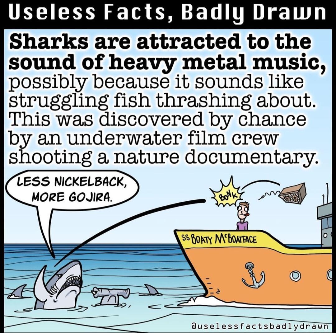 UELIEEN S T L TR T Sharks are attracted to the sound of heavy metal music possibly because it sounds like struggling fish thrashing about This was discovered by chance by an underwater film crew shooting a nature documentary LESS NICKELBACK MORE GOJIRA Quselessfactsbadl