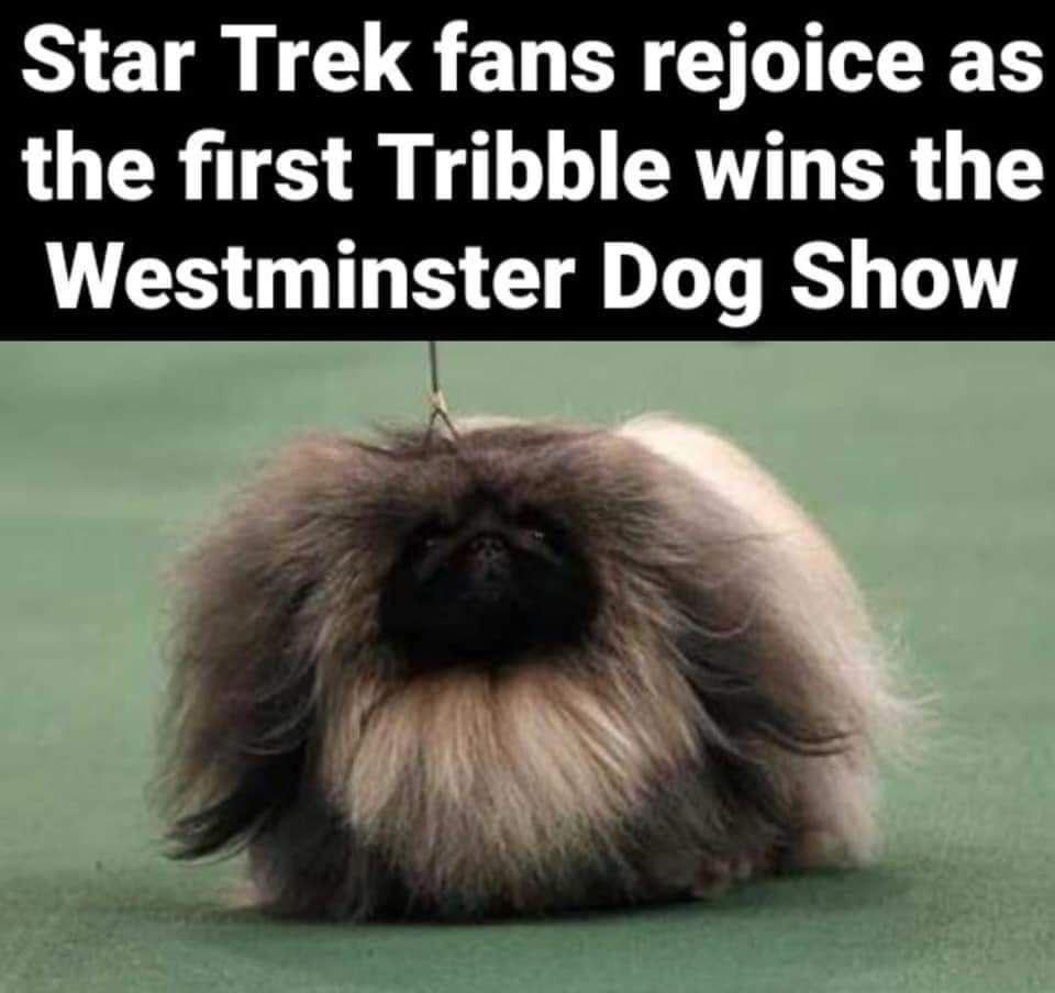 Star Trek fans rejoice as the first Tribble wins the Westminster Dog Show