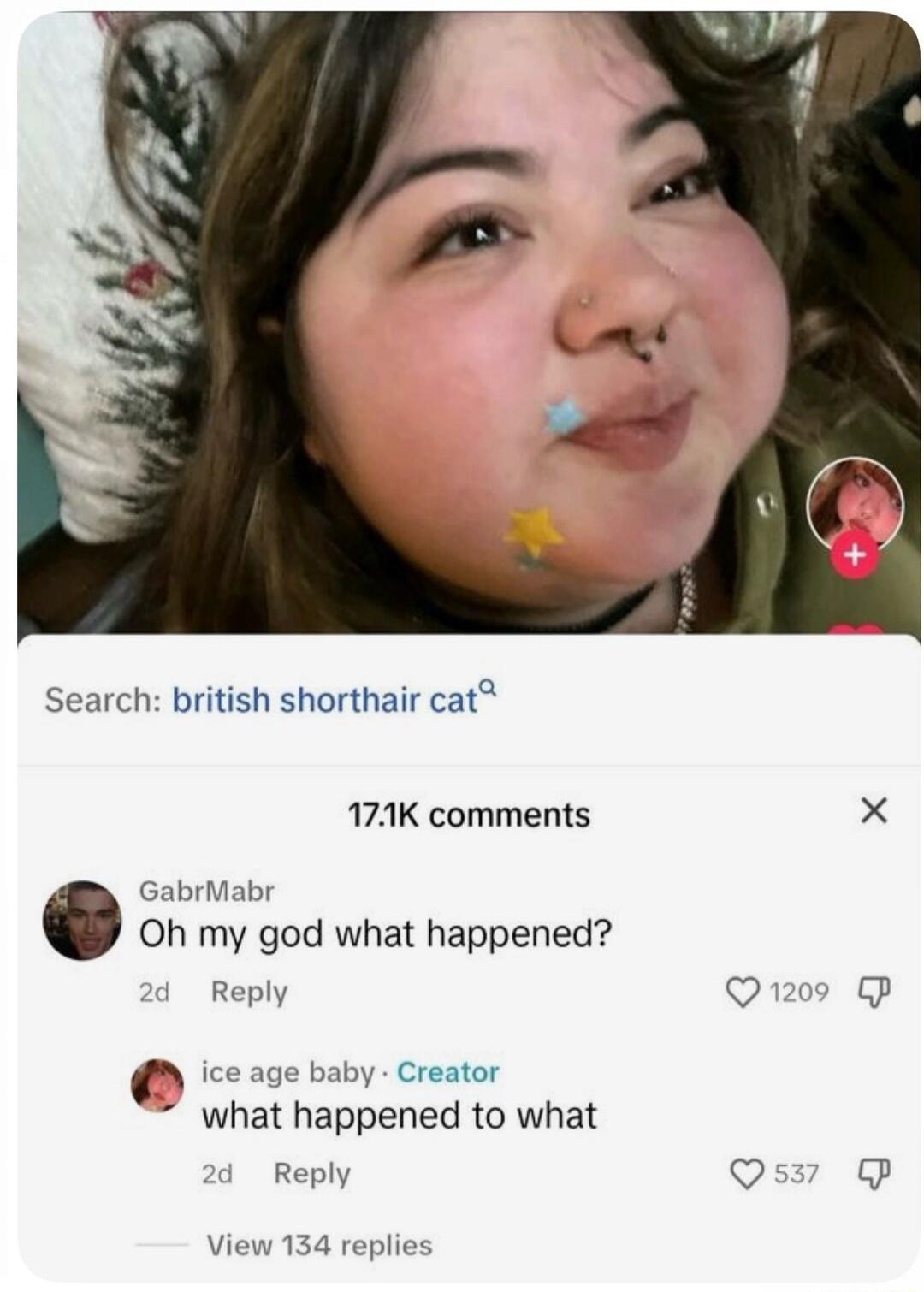 Search: british shorthair cat. 17.1K comments. Gabrmabr: Oh my god what happened? ice age baby · Creator: what happened to what. View 134 replies.