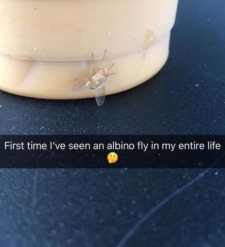 First time Ive seen an albino fly in my entire life