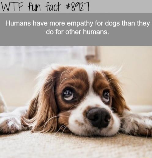 WTF fun fact #8927 Humans have more empathy for dogs than they do for other humans.