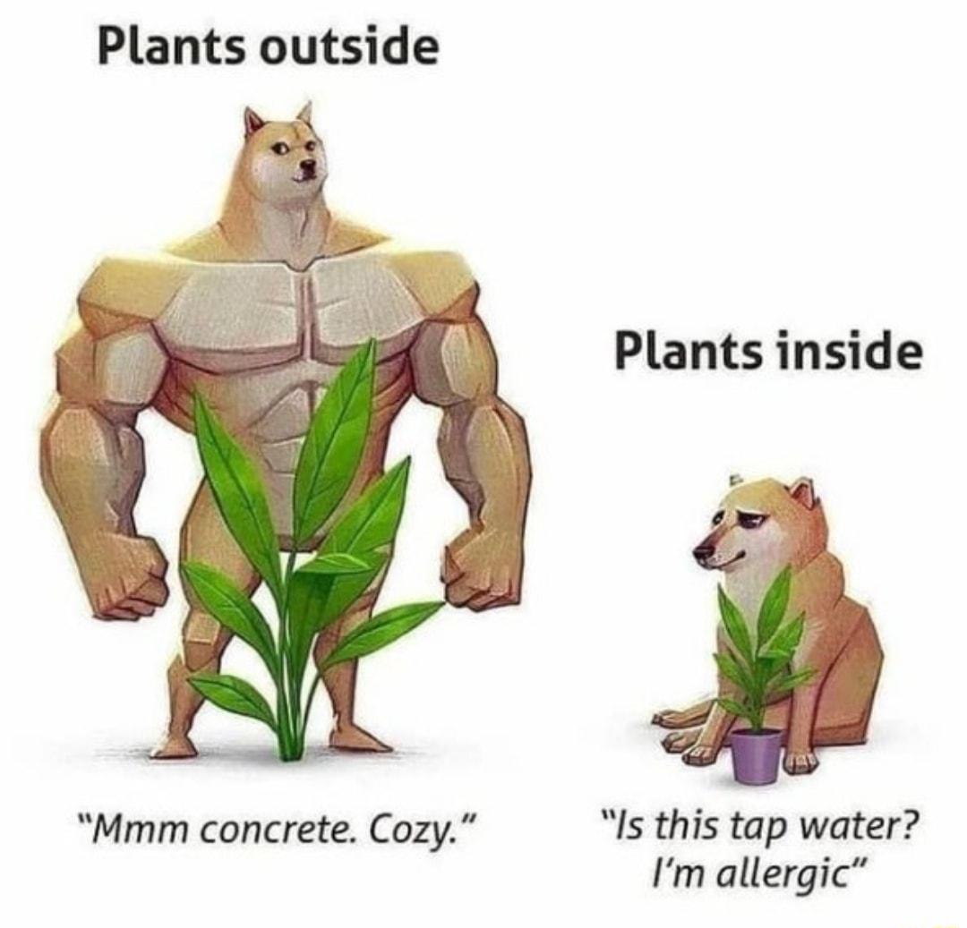 Plants outside Plants inside Mmm concrete Cozy Is this tap water Im allergic