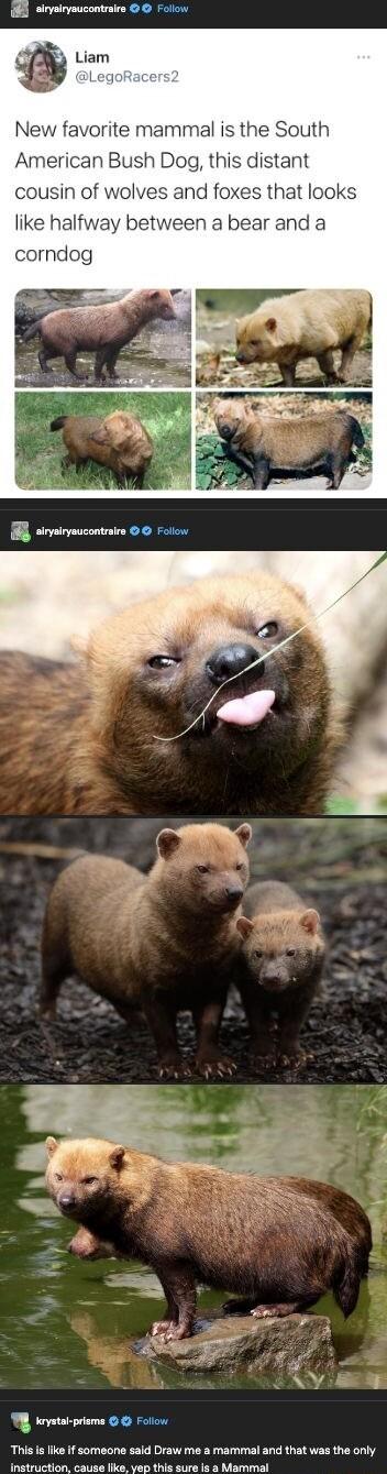 sirysiryaucontraire Follow New favorite mammal is the South American Bush Dog this distant cousin of wolves and foxes that looks like halfway between a bear and a corndog WL taystal prisme Foliow This is like if someone said Draw me a mammal and that was the only instruction cause liks yep this sure is 8 Mammal