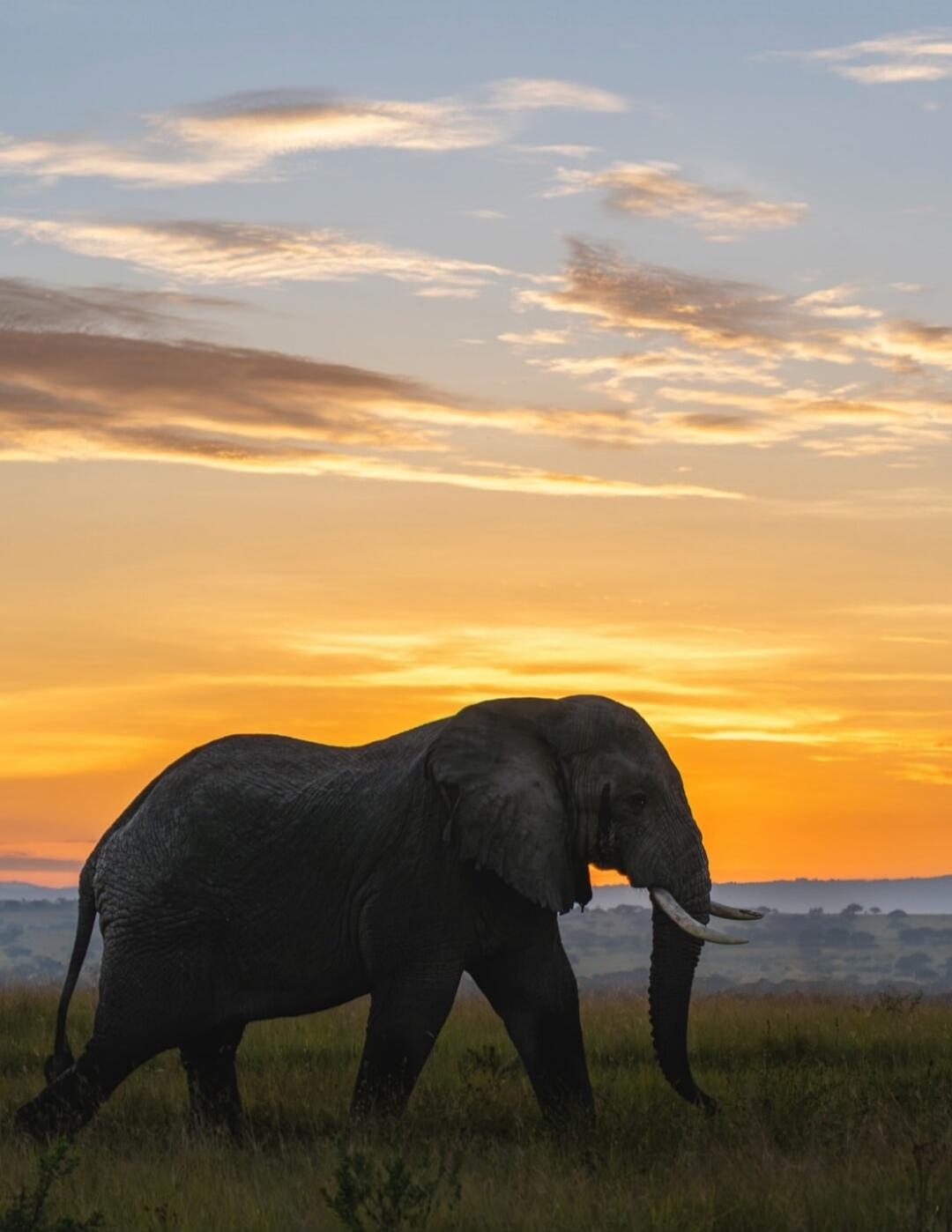 Elephant silhouette at sunset.