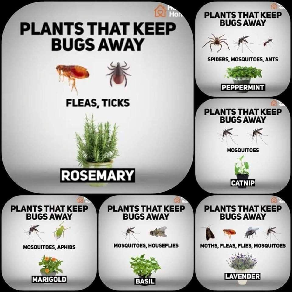PLANTS THAT KEEP BUGS AWAY FLEAS TICKS l ROSEMARY PLANTS THAT KEEP PLANTS THAT KEE BUGS AWAY BUGS AWAY I 4 K o MOSQUITOES APHIDS MOSQUITOES HOUSEFLIES T PLANTS THAT KEE BUGS AWAY R SPIDERS MOSQUITOES ANTS PEPPERMINT PLANTS THAT KEEP BUGS AWAY KK MOSQUITOES PLANTS THAT KEEP BUGS AWAY A K MOTHS FLEAS FLIES MOSQUITOES