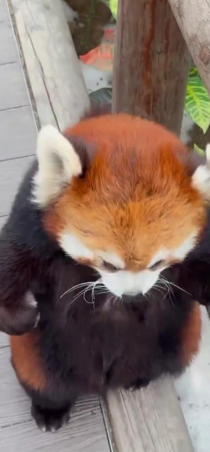 Red panda standing on a wooden deck, looking downward.
