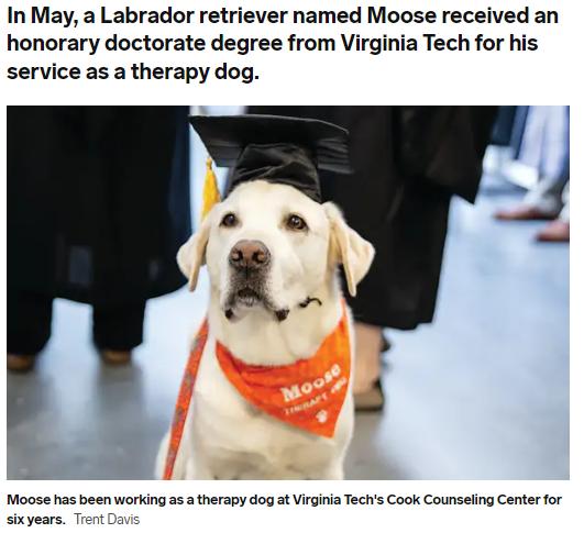 In May a Labrador retriever named Moose received an honorary doctorate degree from Virginia Tech for his service as a therapy dog