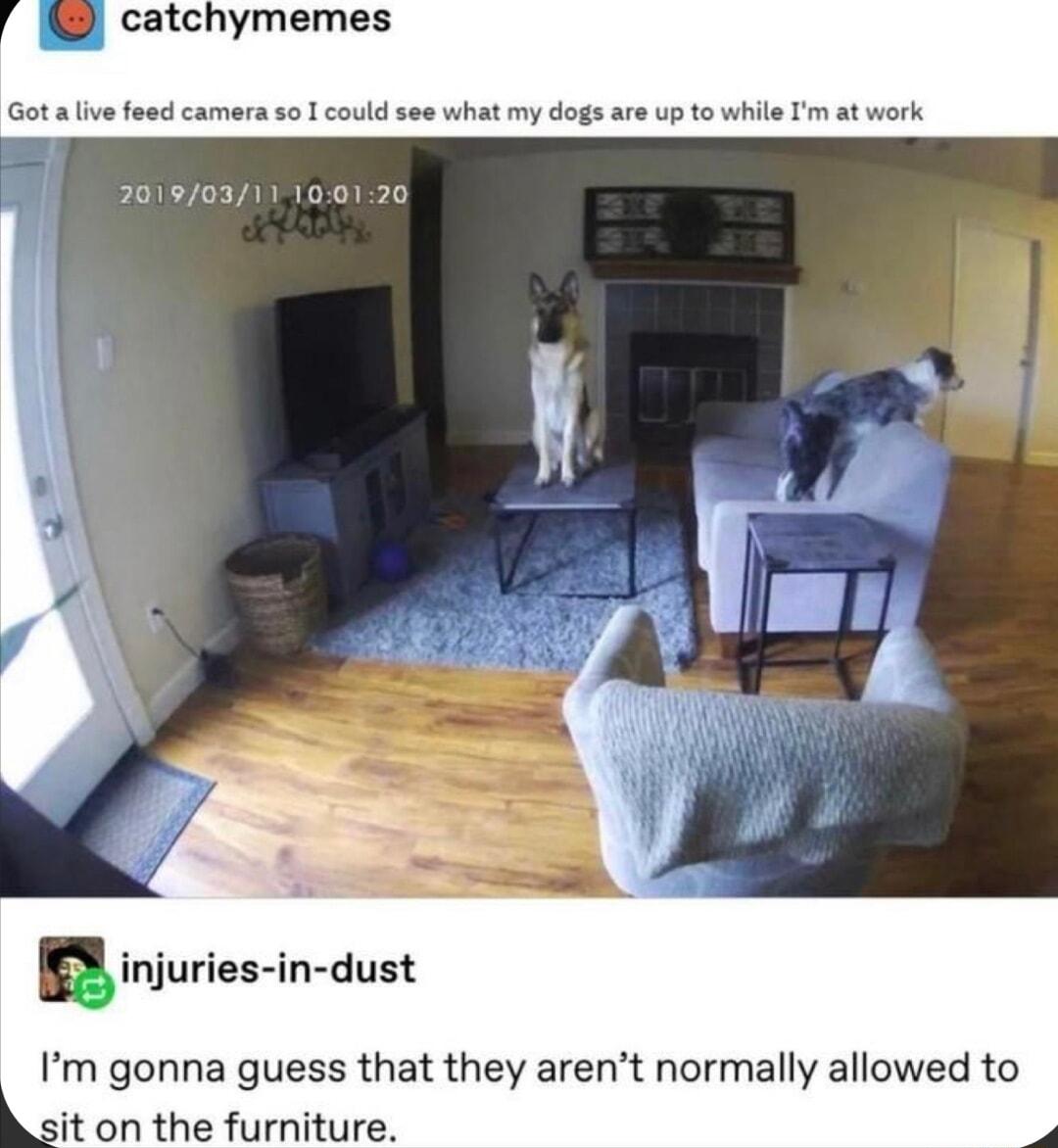 catchymemes umera 5o 1 could see what my dogs are up to wi 20190311100120 nmjuries in dust Im gonna guess that they aren rmally allowed to it on the furniture