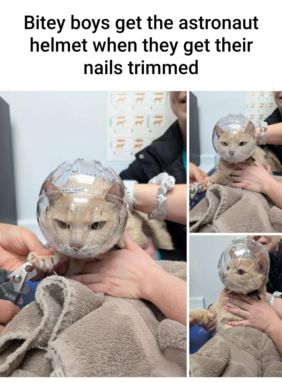 Bitey boys get the astronaut helmet when they get their nails trimmed