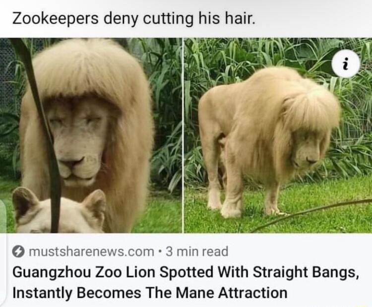 Zookeepers deny cutting his hair Guangzhou Zoo Lion Spotted With Straight Bangs Instantly Becomes The Mane Attraction