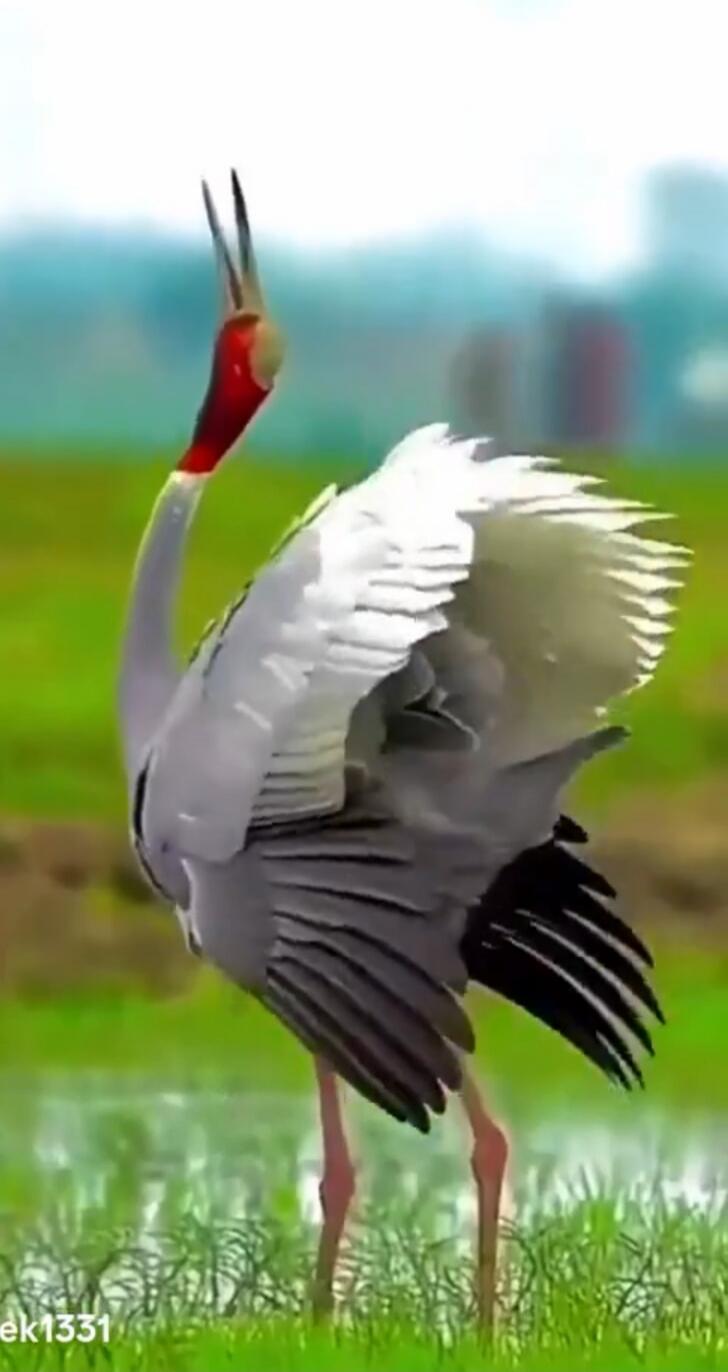 A crane with a red head and grey body stretches its neck and wings in a green field. Watermark: ek1331.