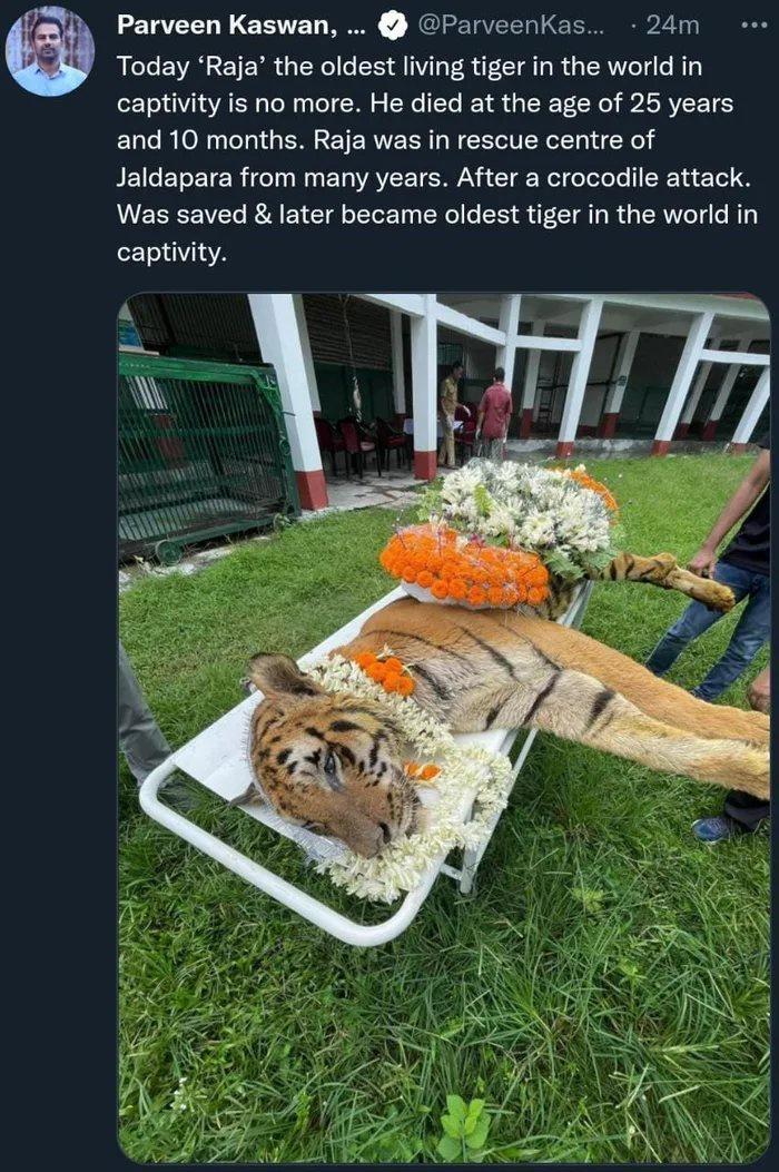 Parveen Kaswan ParveenKas 24m Today Raja the oldest living tiger in the world in captivity is no more He died at the age of 25 years and 10 months Raja was in rescue centre of Jaldapara from many years After a crocodile attack Was saved later became oldest tiger in the world in captivity