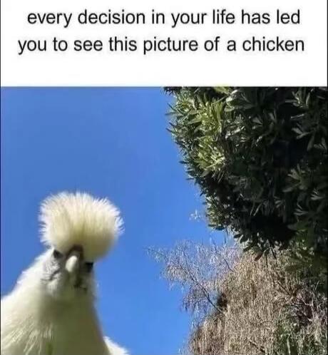 every decision in your life has led you to see this picture of a chicken