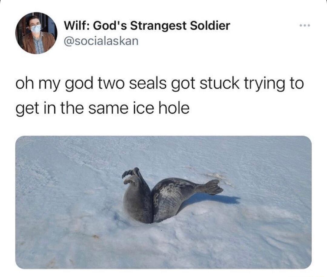 Wilf Gods Strangest Soldier socialaskan oh my god two seals got stuck trying to get in the same ice hole
