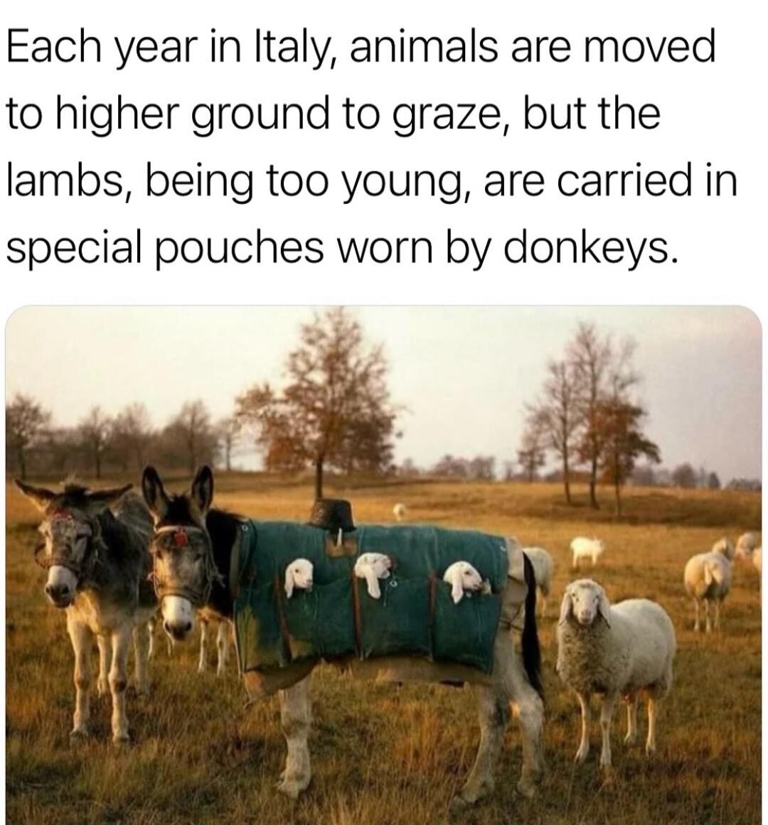 Each year in Italy animals are moved to higher ground to graze but the lambs being too young are carried in special pouches worn by donkeys