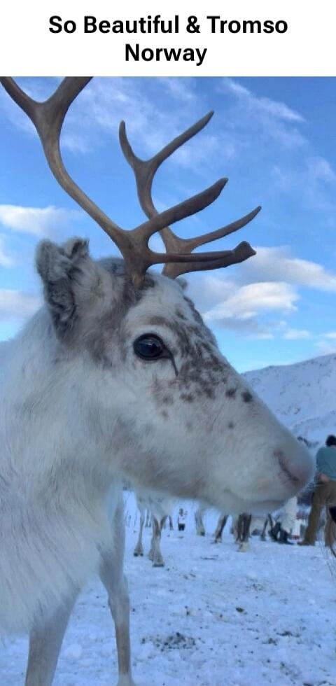 So Beautiful & Tromso Norway