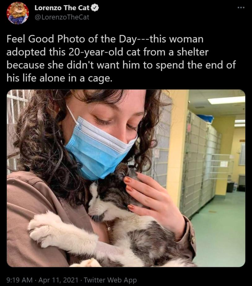 T Lorenzo The Cat w LorenzoTheCat Feel Good Photo of the Day this woman adopted this 20 year old cat from a shelter LYo N T We Te R AV ll a1y I do RS oTTyTe d s TR TyTe I e his life alone in a cage 919 AM Apr 11 2021 Twitter Web App