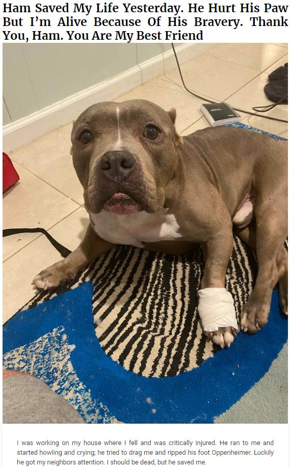 Ham Saved My Life Yesterday He Hurt His Paw But Im Alive Because Of His Bravery Thank You Ham You Are My Best Friend