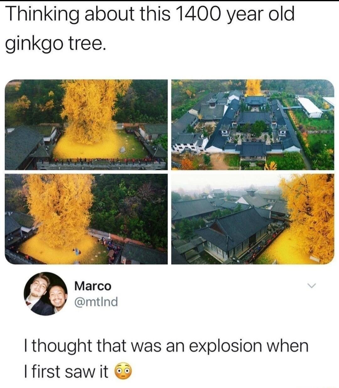 Thinking about this 1400 year old ginkgo tree Marco mtind thought that was an explosion when I first saw it