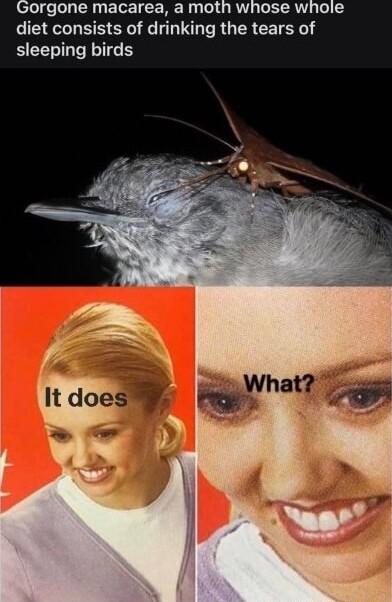 orgone macarea a moth whose whole diet consists of drinking the tears of sleeping birds