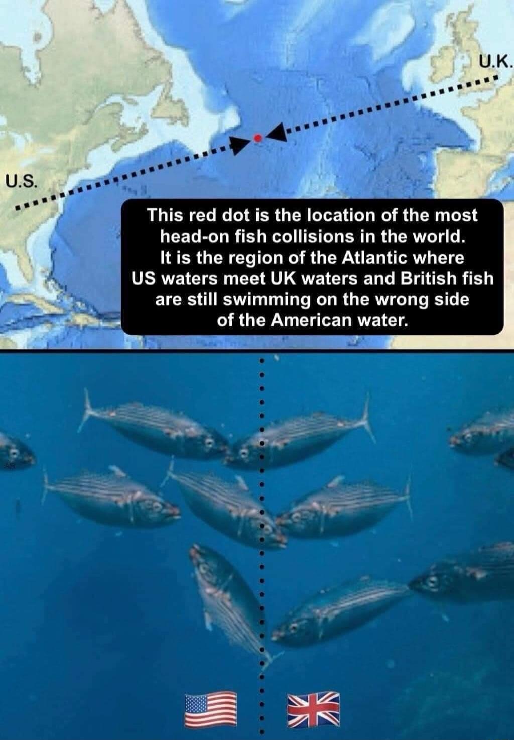 the location of the most head on fish collisions in the world Itis the region of the Atlantic where US waters meet UK waters and British fish are still swimming on the wrong side of the Amerlcan water e