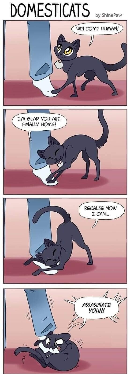 DOMESTICATS Im GLAD YOU ARE FINALLY HOME BECAUSE NOW I CAN ASSASINATE youl domesticatscomiccom tapasticcomseriesDomestiCats
