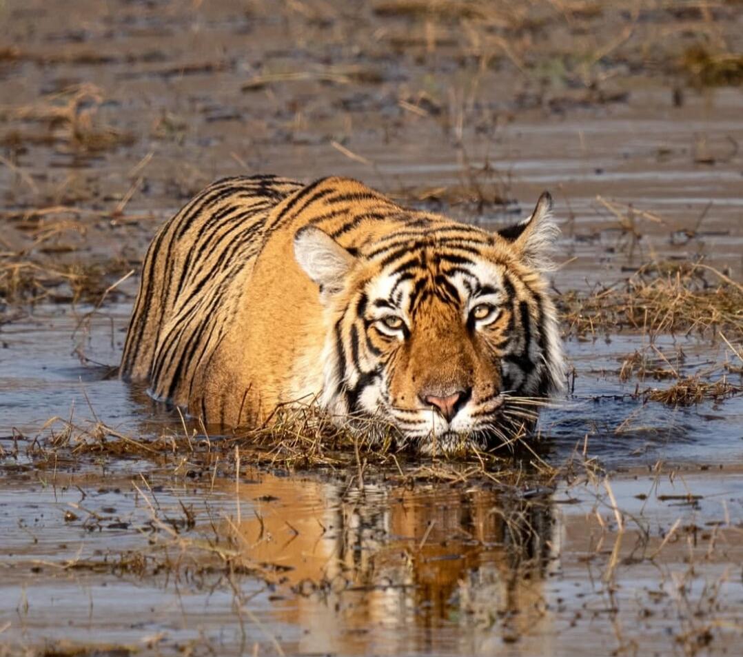 A tiger wading in shallow water.