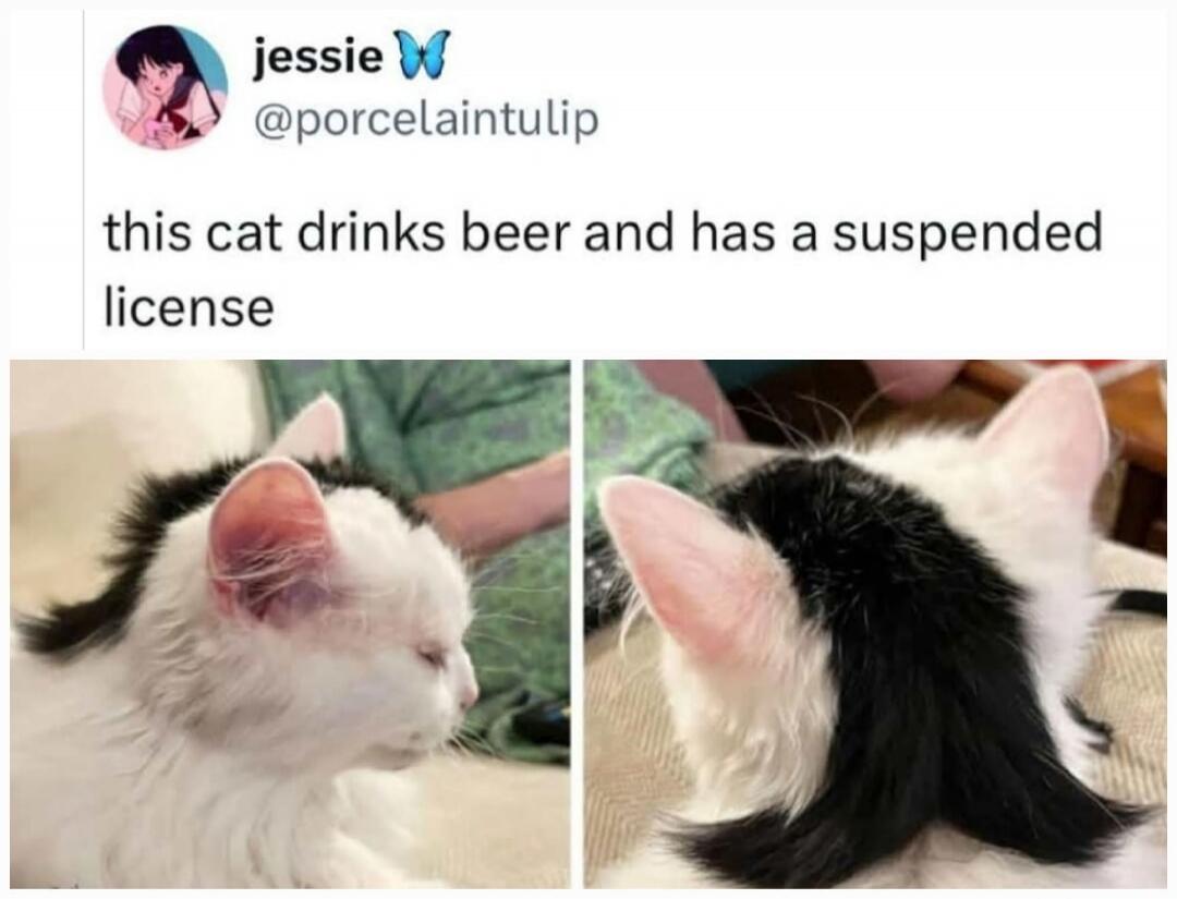 this cat drinks beer and has a suspended license