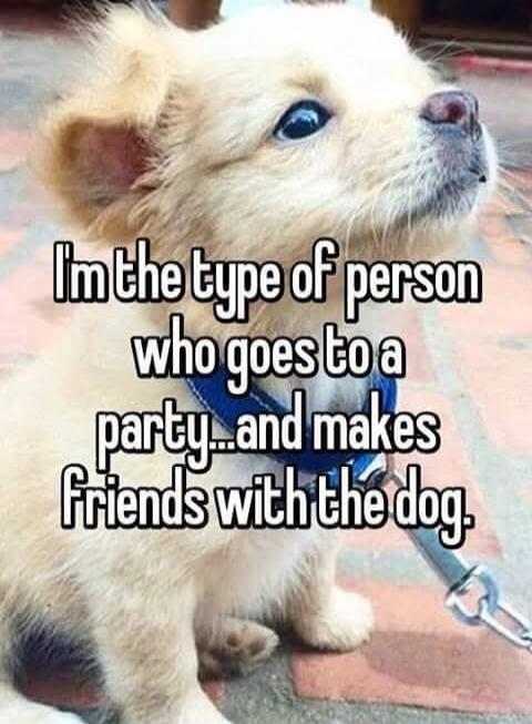 I'm the type of person who goes to a party... and makes friends with the dog.