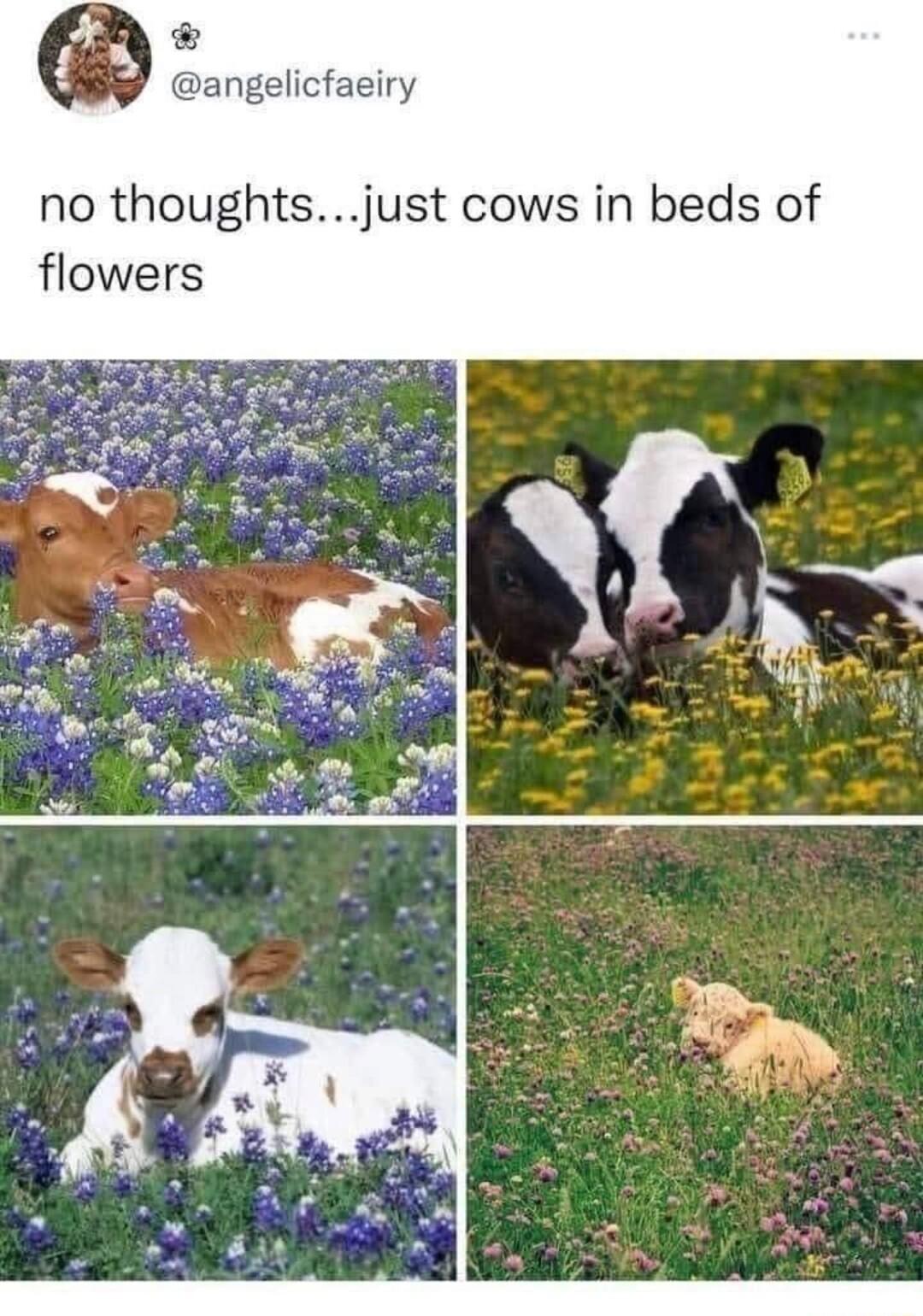 angelicfaeiry no thoughtsjust cows in beds of flowers