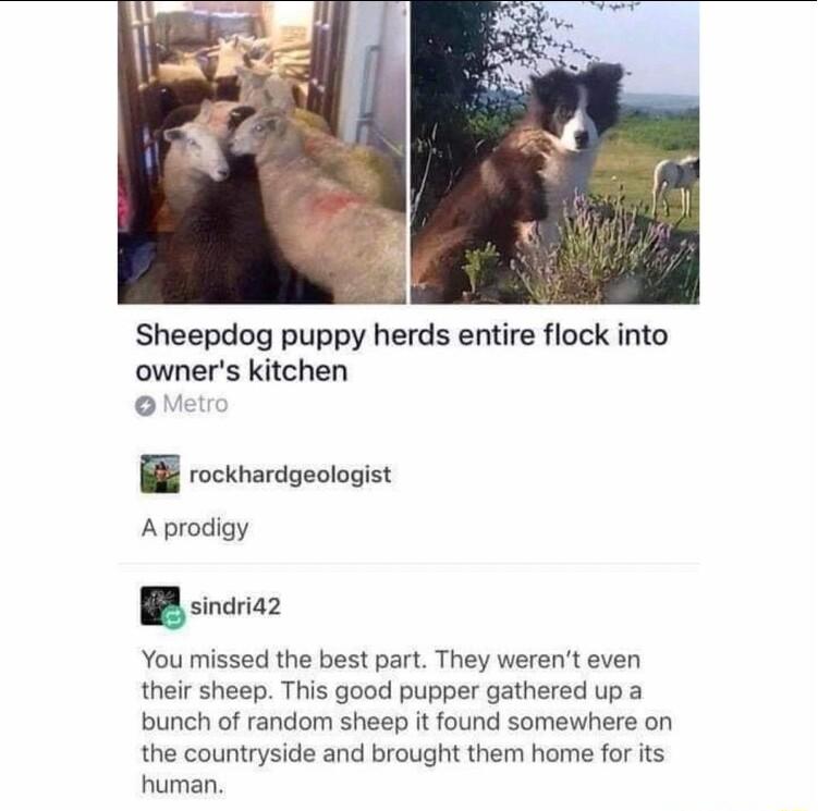 Sheepdog puppy herds entire flock into owners kitchen oM T rockharageologist Aprodigy B sinariaz You missed the best part They werent even their sheep This good pupper gathered up a bunch of random sheep it found somewhere on the countryside and brought them home for its human