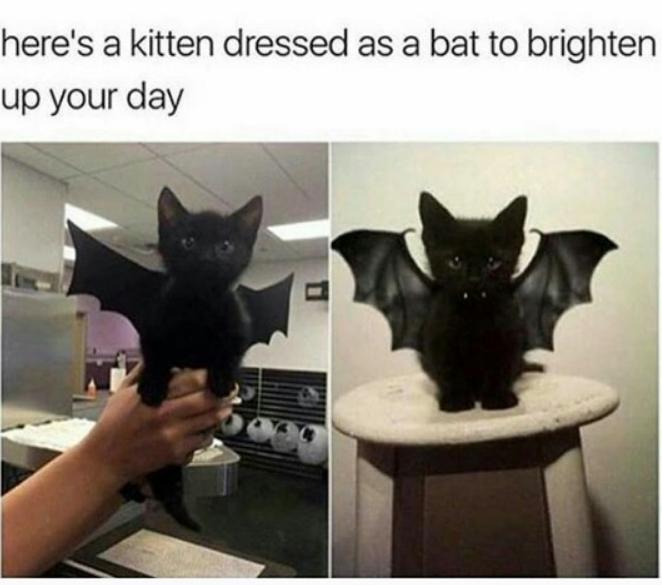 heres a kitten dressed as a bat to brighten up your day