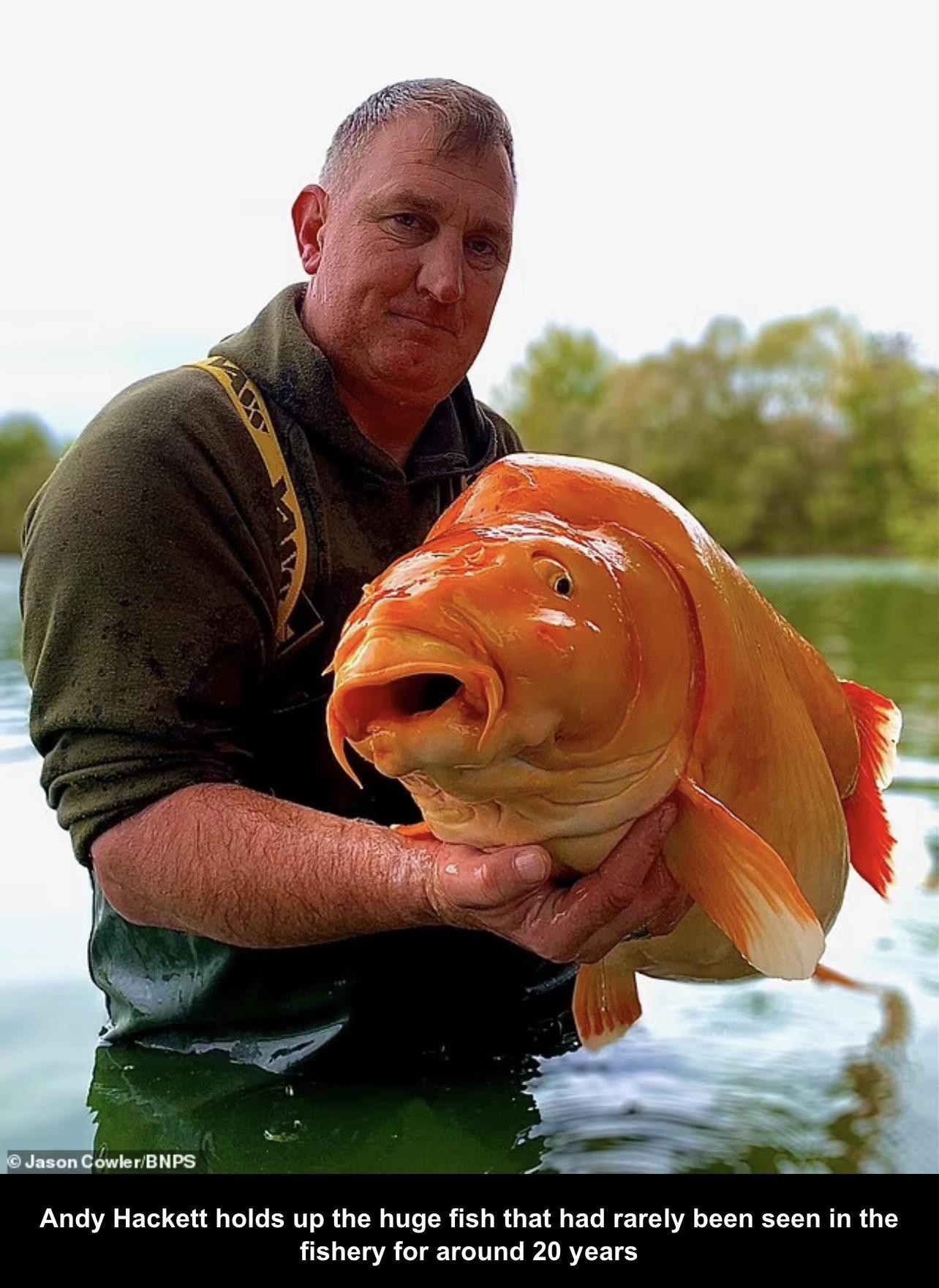 s0nG o NP5 Andy Hackett holds up the huge fish that had rarely been seen in the fishery for around 20 years