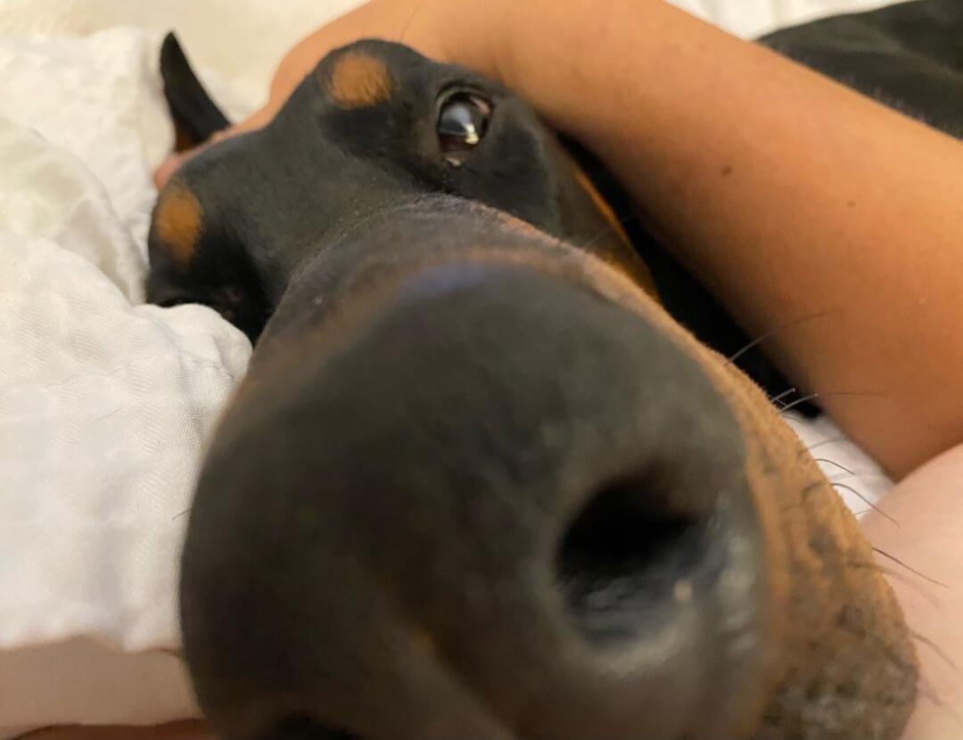 Close-up of a dog's nose and face as it rests in bed.