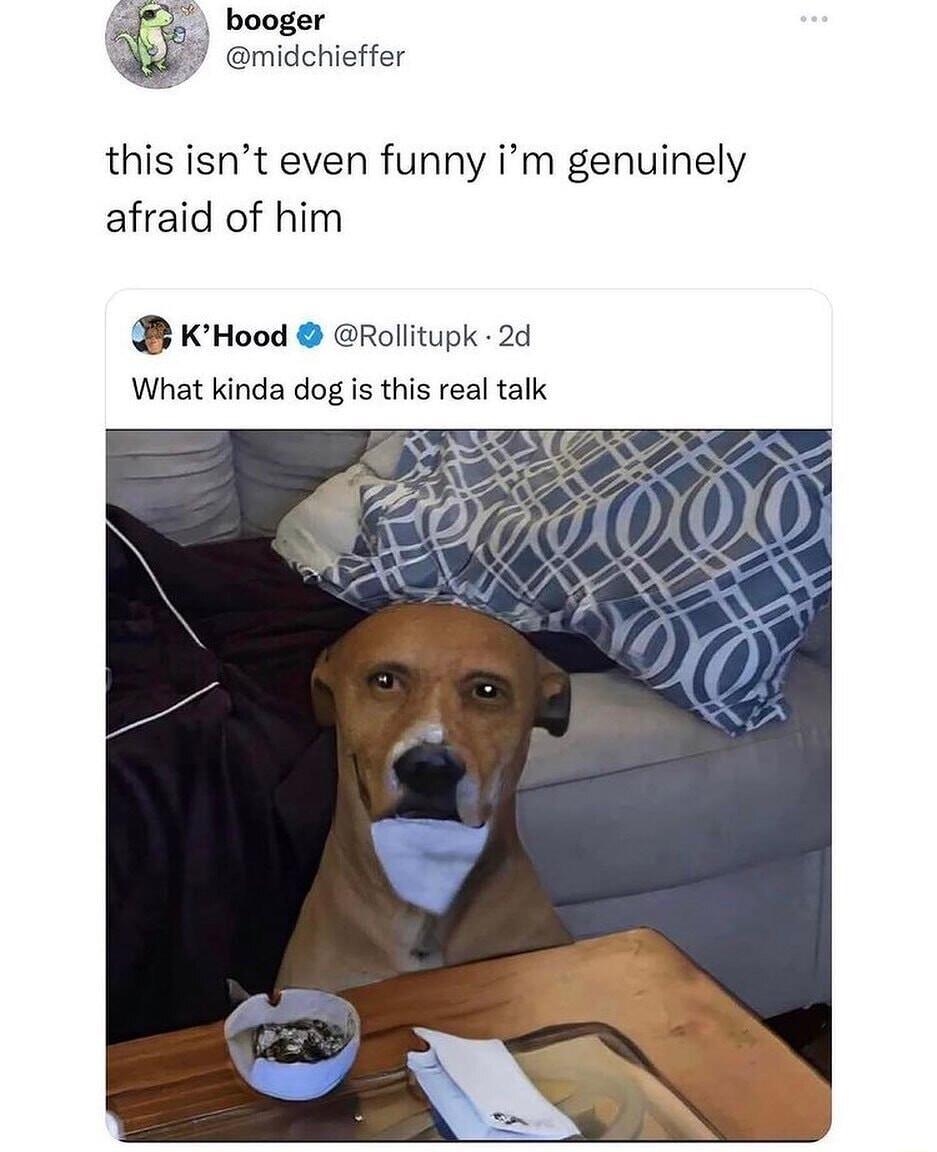 booger Y midchieffer this isnt even funny im genuinely afraid of him KHood Rollitupk 2d What kinda dog s this real talk