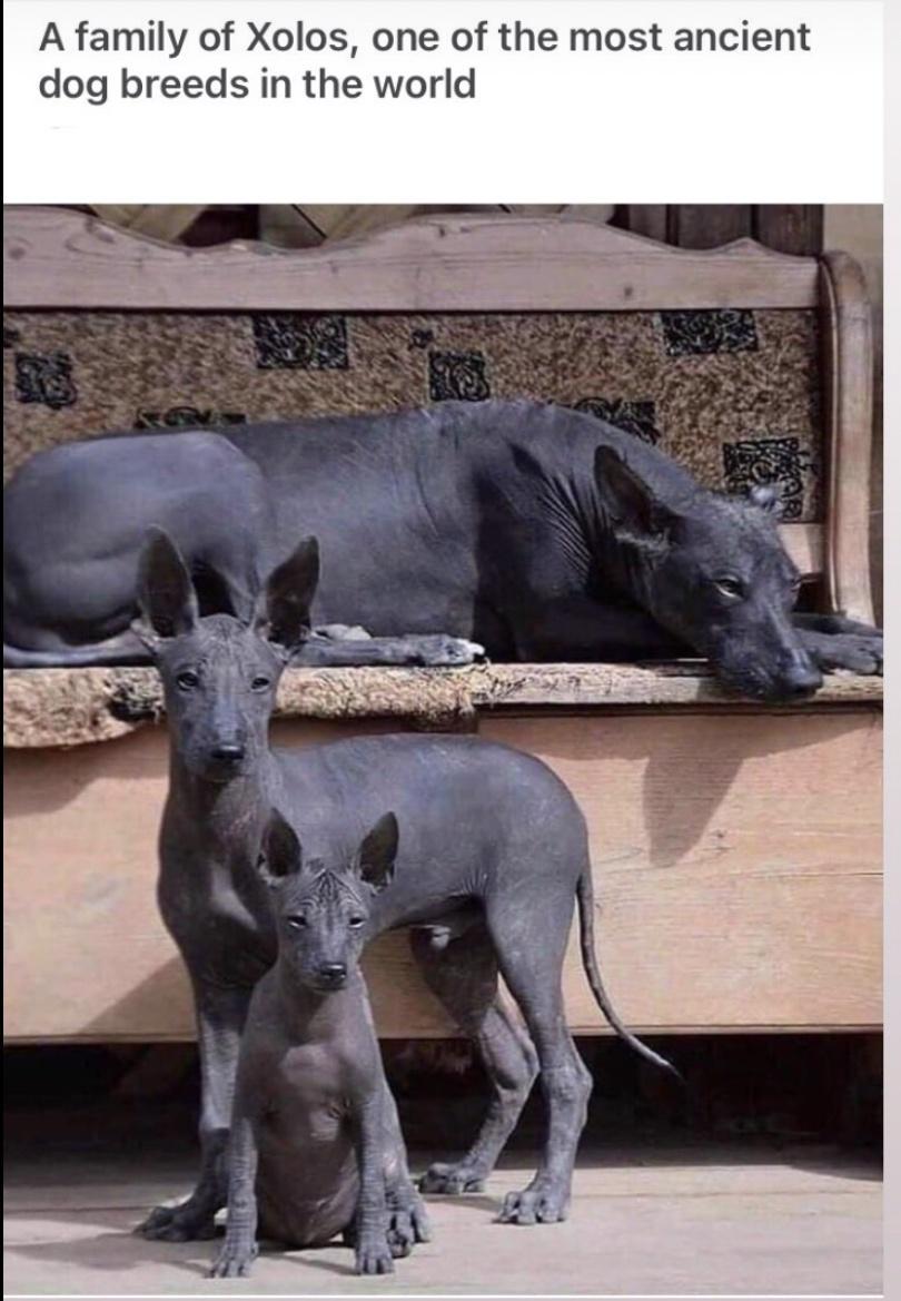 A family of Xolos one of the most ancient dog breeds in the world