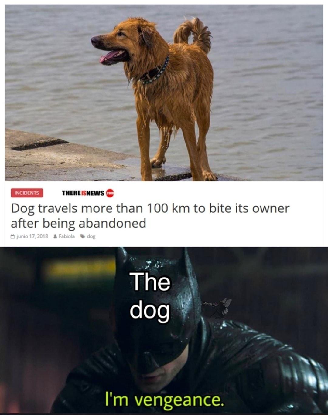 THEREISNEWS Dog travels more than 100 km to bite its owner after being abandoned e 7 The 3 dog i 4 Im vengeance