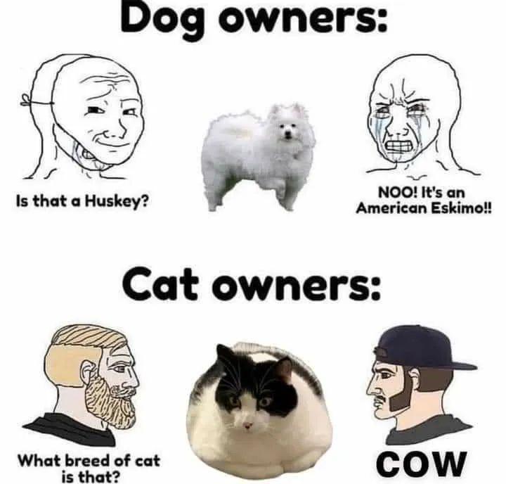 Dog owners 3 NOO Its an Is that a Huskey 5 i American Eskimo Cat owners What breed of cat is that